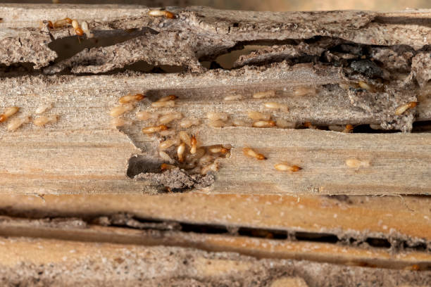 Best Termite Control Services  in Johnstown, PA